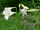 Lilium Longiflorum
